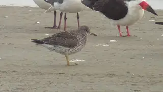 Surfbird. South Padre Island 2023-04-05