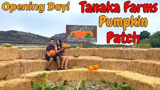 Tanaka Farms Pumpkin Patch OPENING DAY! (Wagon Ride, Pumpkin Cannon) - Our First Time