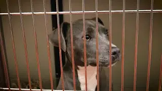 The Douglas County Animal Shelter is at Capacity &ndash; Here&rsquo;s How You Can Help