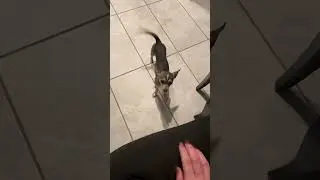 Doggy a bit jealous! 🥺 #dog #dogs #jealousy #puppy #puppies
