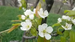 Some of the beauty of spring in Swat