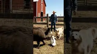 Could this Golden Retriever save the Farm?