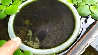 những chú cá nhỏ mới chào đời