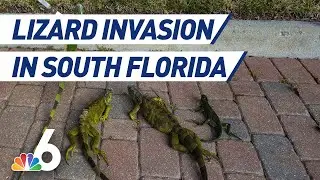 Dealing With Lizard Invasion in South Florida