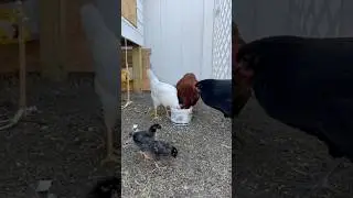 Introducing my new chicks to the flock