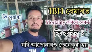 Broiler ৰ IBH বেমাৰ হলে কি কৰিব কি খোৱাব || IBH  in Poultry Farming Tips and Tricks 🔥