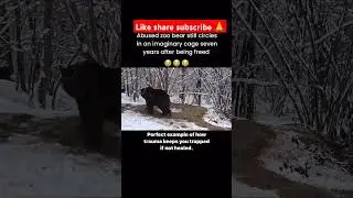 #trending #viral #english #french #bear #animal #trauma #forest #love #kohli #kannada #india