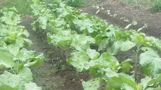 Mostrando a rotina na roça..#vidanaroça #sitio #agro #roça #horta 