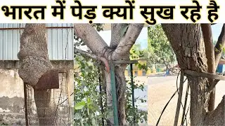 Why are trees drying up in India? | Why does the Noida Authority not remove tree guards from trees?