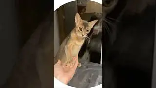 Милая абиссинская кошечка #абиссинская_кошка #chill #amv #cat #cute #абиссинскаякошка #animals