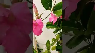 🌸🌱Preparing for planting summer pink Mandevilla Vine plant||#shorts# #flowers#decor#trendingshorts