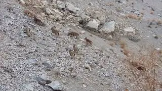 A herd of ibex at Passu Hunza