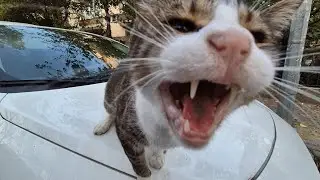 The poor cat is so hungry, it&rsquo;s begging with its eyes