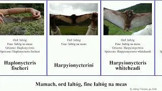 Mamach, ord Ialt&oacute;g, fine Ialt&oacute;g na meas mheasa epomophorus cynopterus minor mammal sphinx minimus