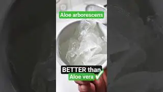 How to Harvest Aloe Arborescens Gel (May Be Better Than Aloe Vera)