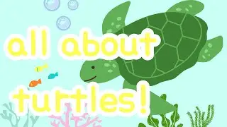 animals video - Are you curious about turtles? Let&rsquo;s find out!