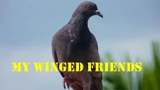 My winged friends.