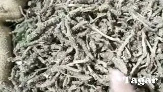 Tagar Ganth | Valeriana wallichii | Mushkbala | Ganthoda | Tagar Gantho | Indian valerian #jayherbs