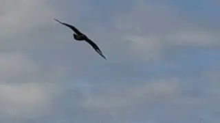 Great skuas on my boat trip on my visit at the isle of man.