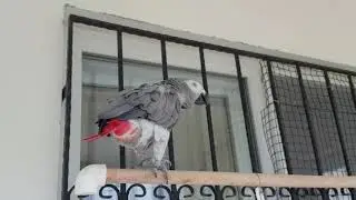 TALKİNG PARROT ÇAKILIMDAN YENİ BESTELER VAR