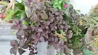 How to grow and propagate loropetalum plant /lalsa plant ☘️🌵
