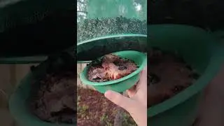 Great fly traps for your garden, backyard, or chicken coop! #raisingchickens #eggs #flytrap