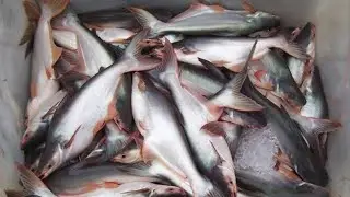 Мужская кухня: где пангасиус 🐟 встречается с уединением