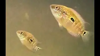 Juvenile Jack Dempsey Hand Feeding Slo-Mo *Old Video*