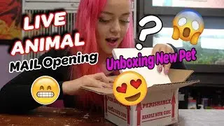 Unboxing New Pet | LIVE ANIMAL MAIL | Help me name him!