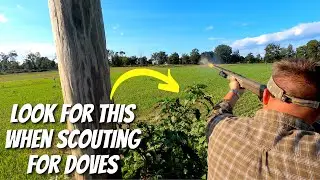 Hunting Doves In An Unusual Spot | Dove Hunting 2022