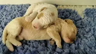 Første kig i de m dejlige cavapoo 1b hvalpes trygge hvalpe kasse🥰🐶