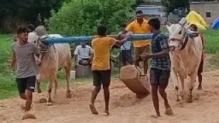 KBRM BULLS 🌾 GABBAR SINGH 🪐EX DVR BULLS
