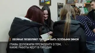Хвойные позволяют городам быть зелёными зимой