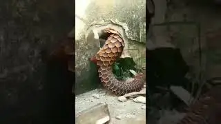 Вот выглядит панголин, который разрушает стену