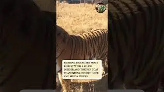 Power of Siberian Tiger 🐾 Master of Harsh Russian Winter!❄️ #wildlife #siberiantiger