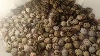 মাশাল্লাহ আল্লাহর অশেষ রহমতে দ্বিতীয় বার আমার ইনকিউবেটর মেশিন থেকে বাচ্চা ফুটে বাহির হইছে।#chicken