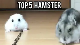 top 5 hamster 🐹