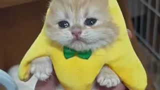 First Language Lesson: Teaching My Golden Shaded Kitten to Meow! 🥺🍼