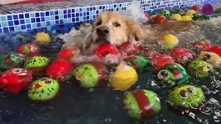 Oscar&rsquo;s Swimming Pool Vibes | Golden Retriever Enjoying Holiday Splash Time