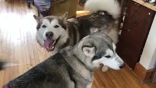 How to Manage Alaskan Malamute Sojou's Heat Cycle while living with Intact male Fishy