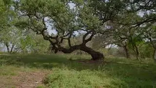 Investment/Commercial Property - Fredericksburg, TX -  290 Wine Trail