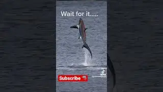 Flying Thresher Shark!! 🦈