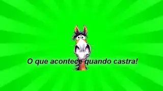Até que ponto muda o comportamento do cavalo depois da castração?