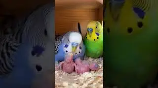 Budgerigar (Parakeet) &ndash; Parent Birds Feeding and Protecting Newborn Chicks