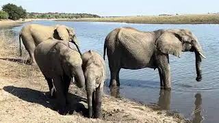 Chobe Safari in Botswana