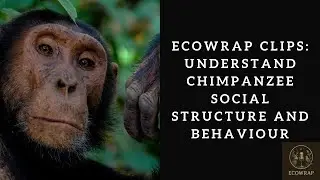 Inside Chimpanzee Societies: Social Structure, Dominance, and Fission-Fusion Behaviour Explained