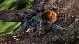 How to Identify a Green Bottle Blue Tarantula🕷️