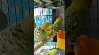 Love Birds ❤🐦🐦 whatsApp status