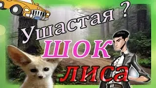 Ушастая лиса на дороге .ViewCorp блоггер за рулём .
