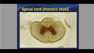 pract CNS Histology part 2 zagazig